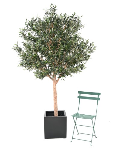 OLIVENBAUM KRONE GROSS