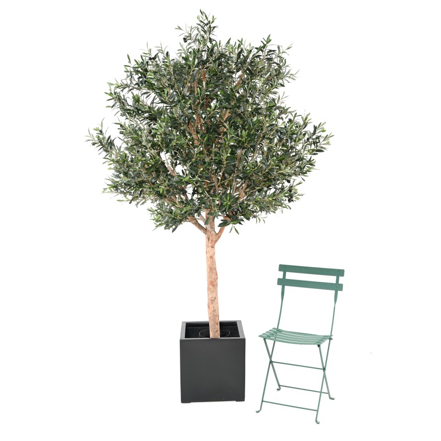 OLIVENBAUM KRONE GROSS