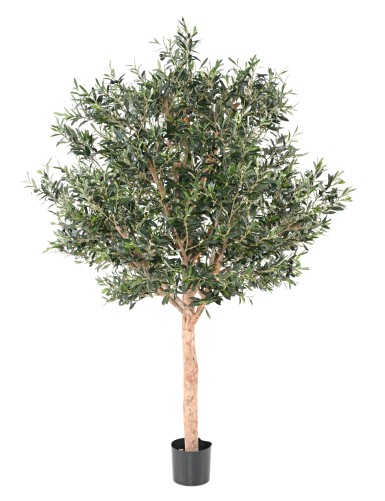 OLIVENBAUM KRONE GROSS