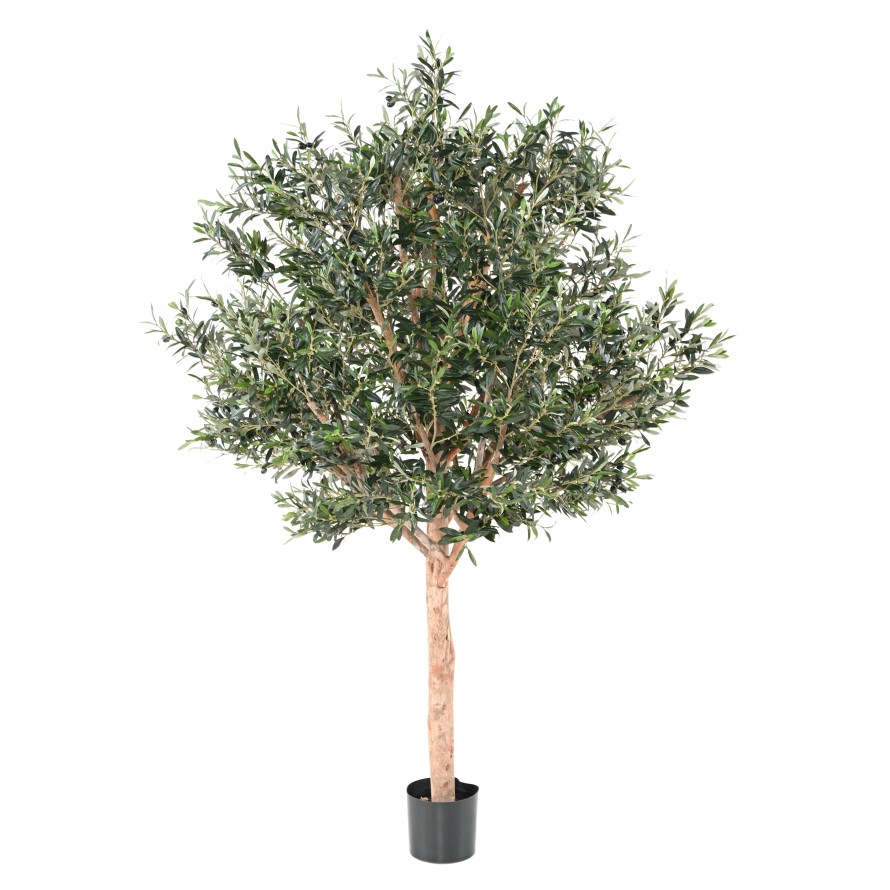 OLIVENBAUM KRONE GROSS