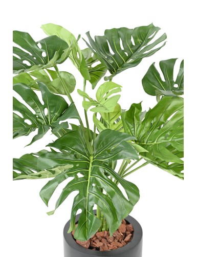 FILODENDRON MONSTERA GEANT*15