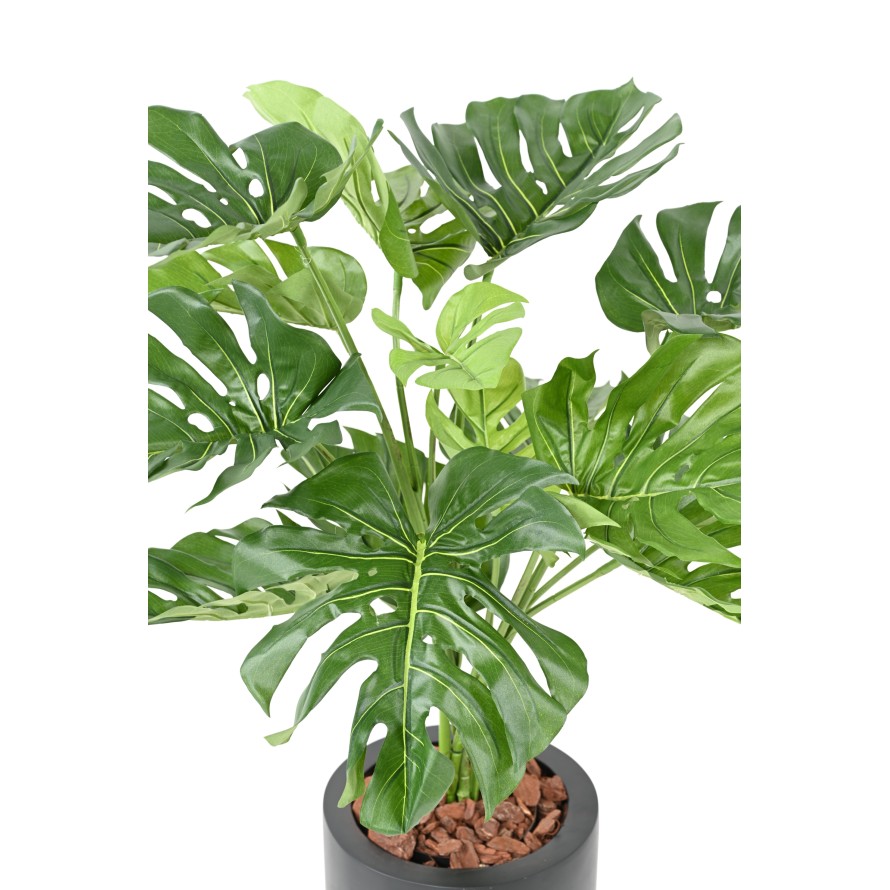 FILODENDRON MONSTERA GEANT*15