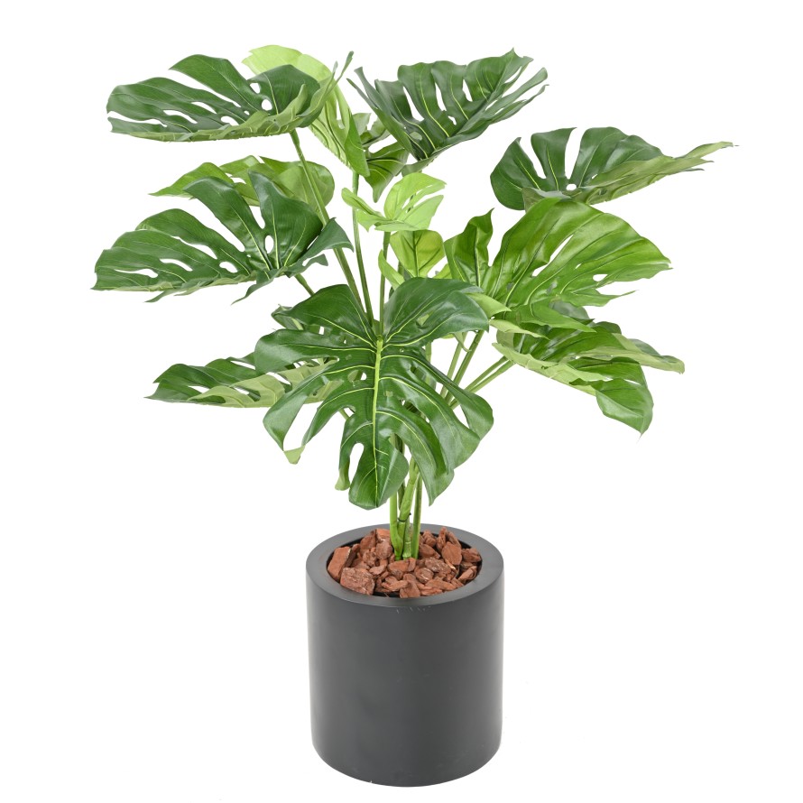 PHILODENDRON GIANT MONSTERA *15