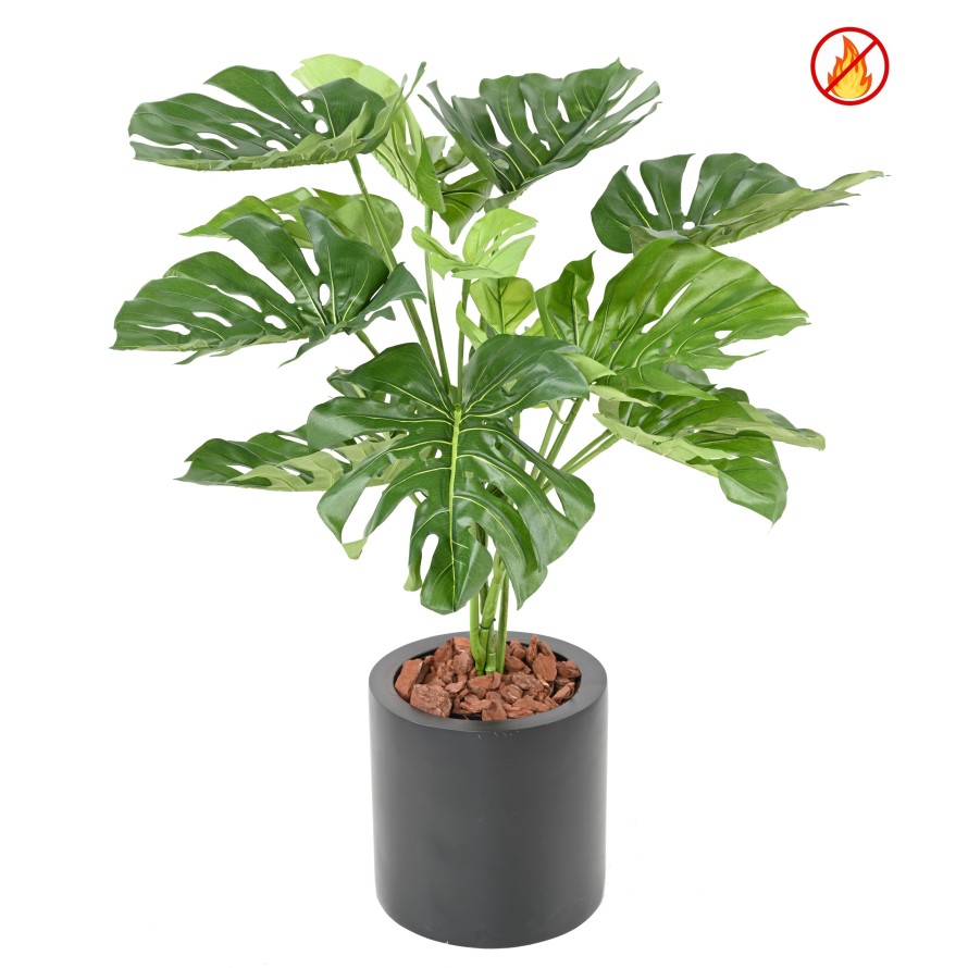 PHILODENDRON MONSTERA GIGANTE *15 95 CM FR - Resistente al Fuego