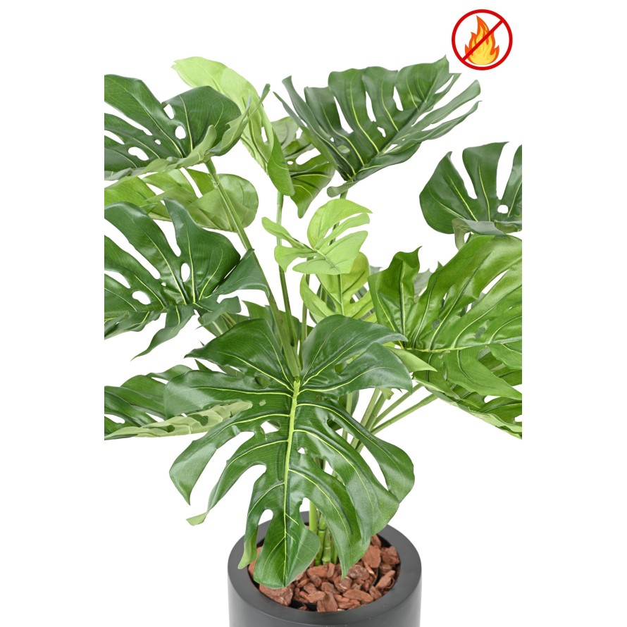 PHILODENDRON MONSTERA GIGANTE *15 95 CM FR - Resistente al Fuego