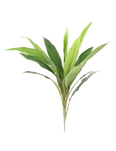 DRACHENBAUM CORDYLINE