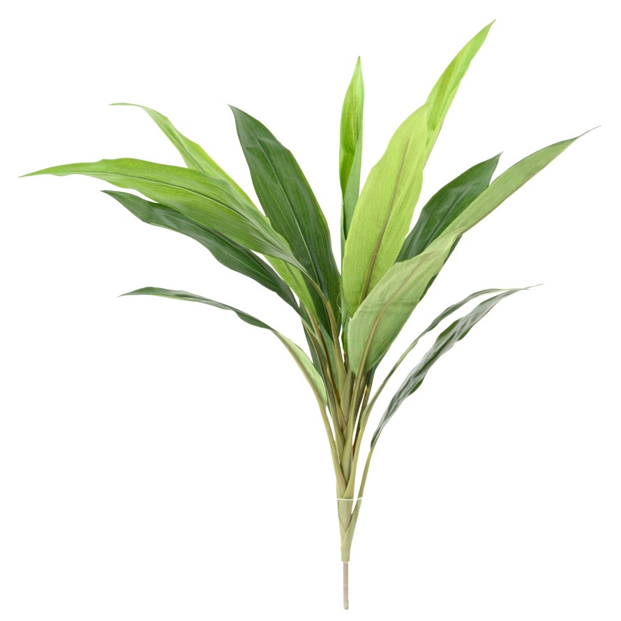 DRACHENBAUM CORDYLINE
