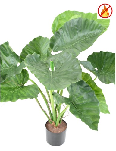 ALOCASIA CALIDORA FR – Feuerbeständig