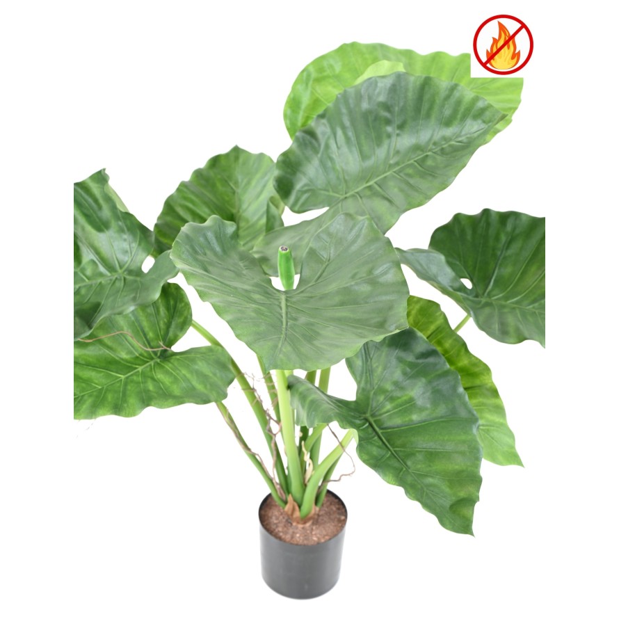 ALOCASIA CALIDORA FR – Feuerbeständig