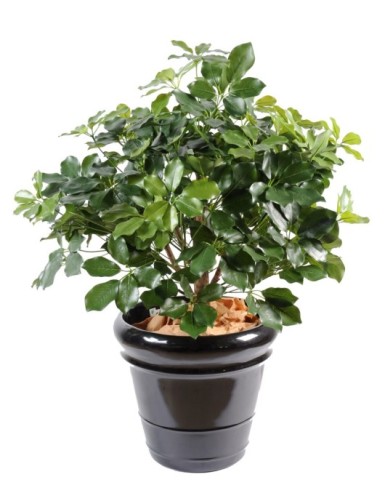 SCHEFFLERA EXOTICA BUSCH