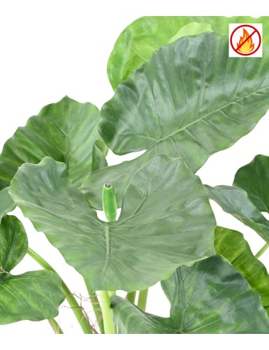 ALOCASIA CALIDORA FR – Feuerbeständig