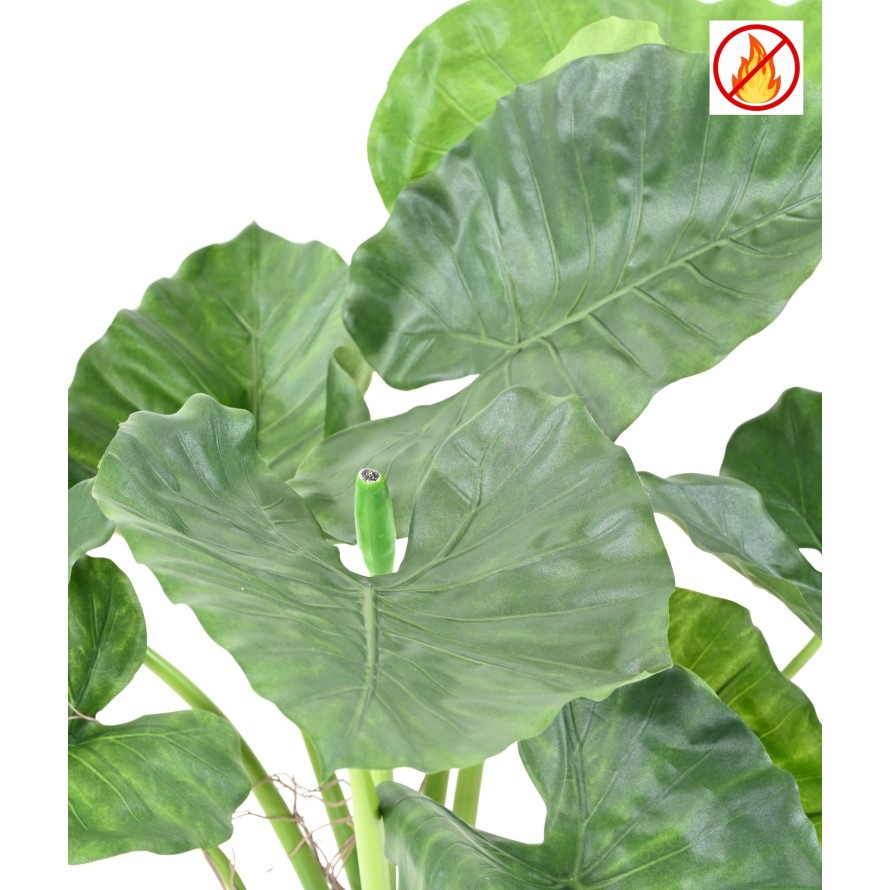 ALOCASIA CALIDORA FR – Feuerbeständig