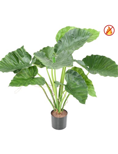 ALOCASIA CALIDORA FR – Feuerbeständig