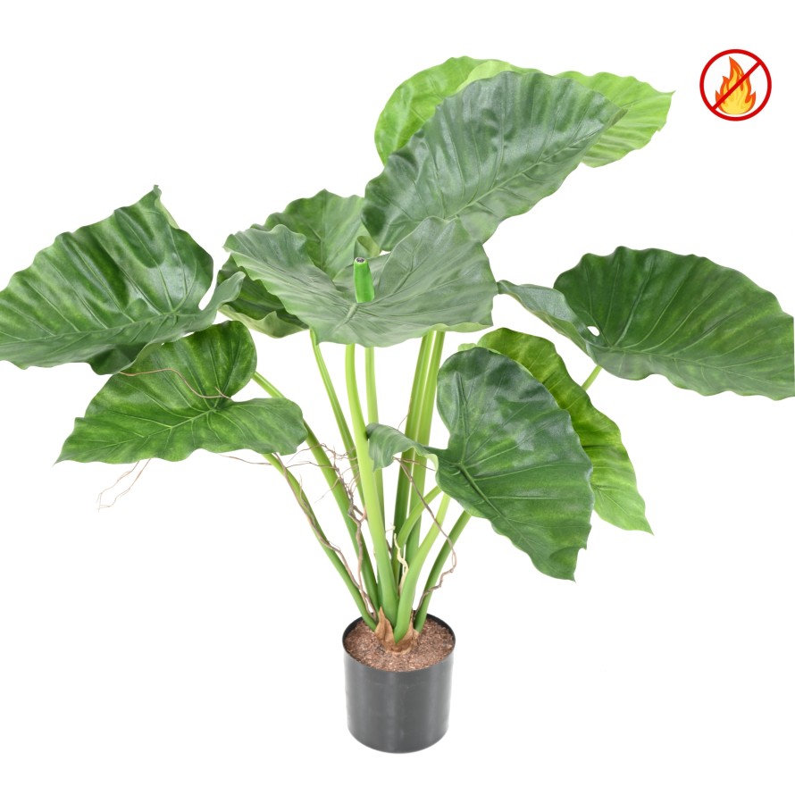 ALOCASIA CALIDORA FR - Resistente al Fuego