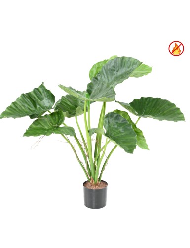 ALOCASIA CALIDORA FR –...