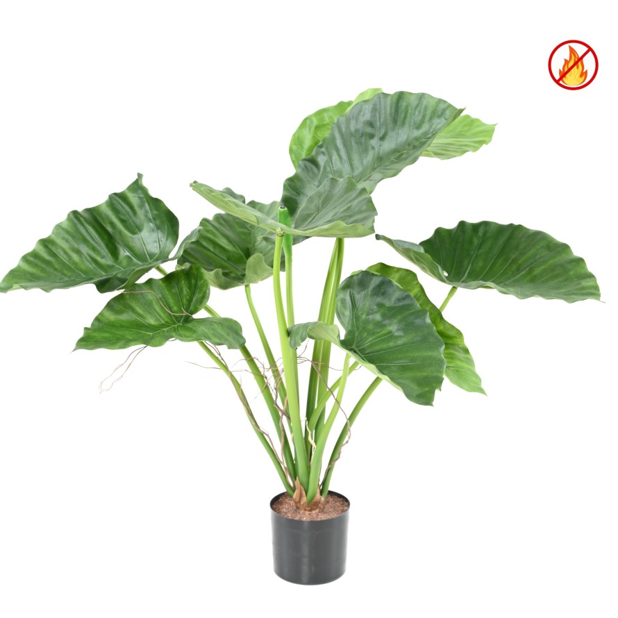 ALOCASIA CALIDORA FR - Resistente al Fuego