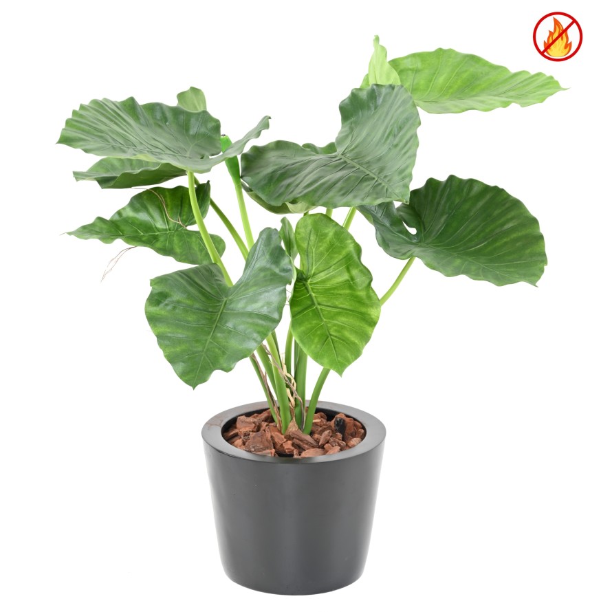 ALOCASIA CALIDORA FR - Resistente al Fuego