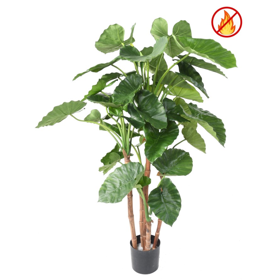 ALOCASIA CALIDORA TB FR – Feuerbeständig