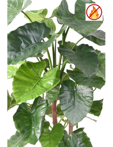ALOCASIA CALIDORA TB FR - Resistente al Fuego