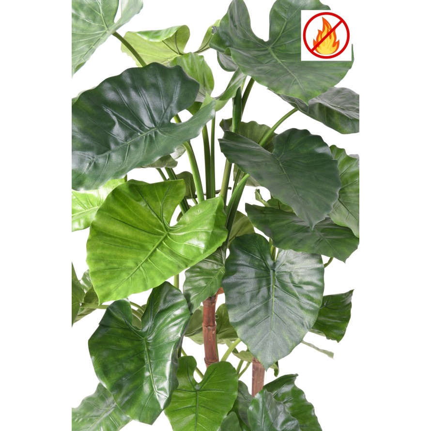 ALOCASIA CALIDORA TB FR – Feuerbeständig