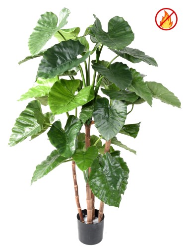 ALOCASIA CALIDORA TB FR – Feuerbeständig