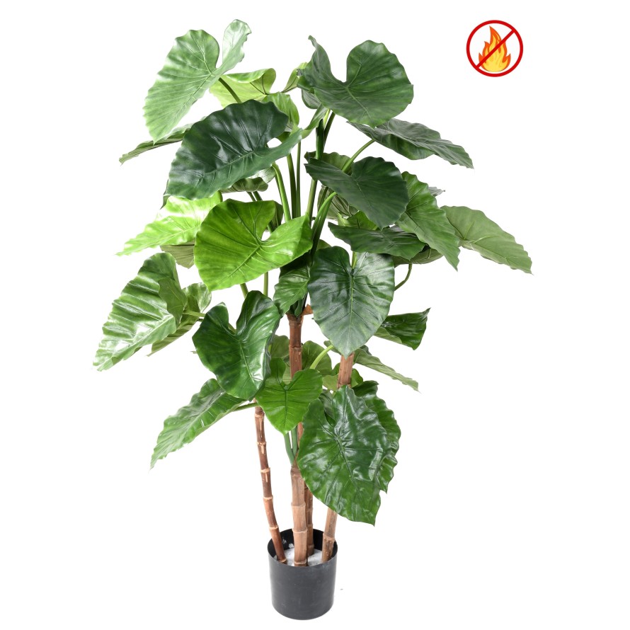 ALOCASIA CALIDORA TB FR - Resistente al Fuego