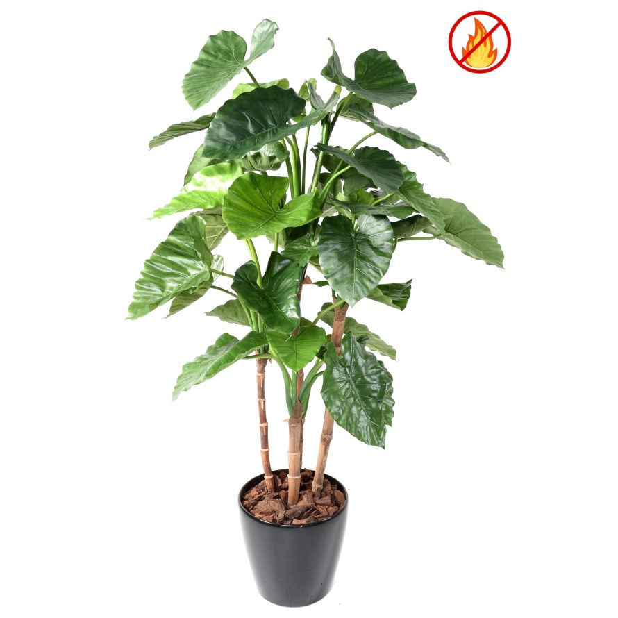 ALOCASIA CALIDORA TB FR – Feuerbeständig