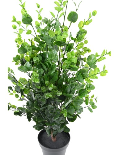 EUKALYPTUS 81 BUSCH 90