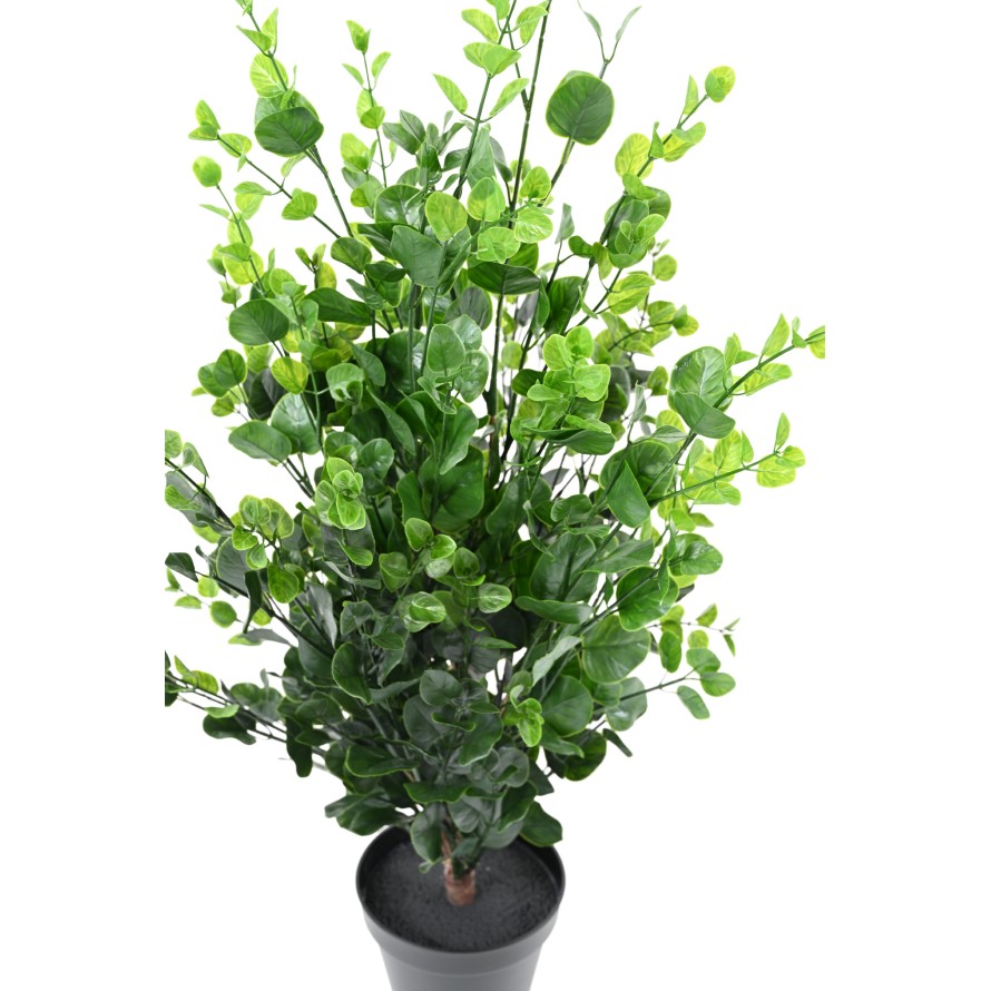 EUCALIPTO ARBUSTO 90