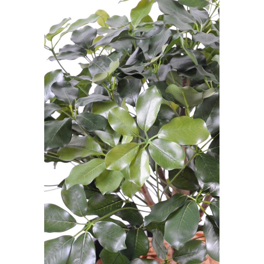 SCHEFFLERA EXOTICA BUSH