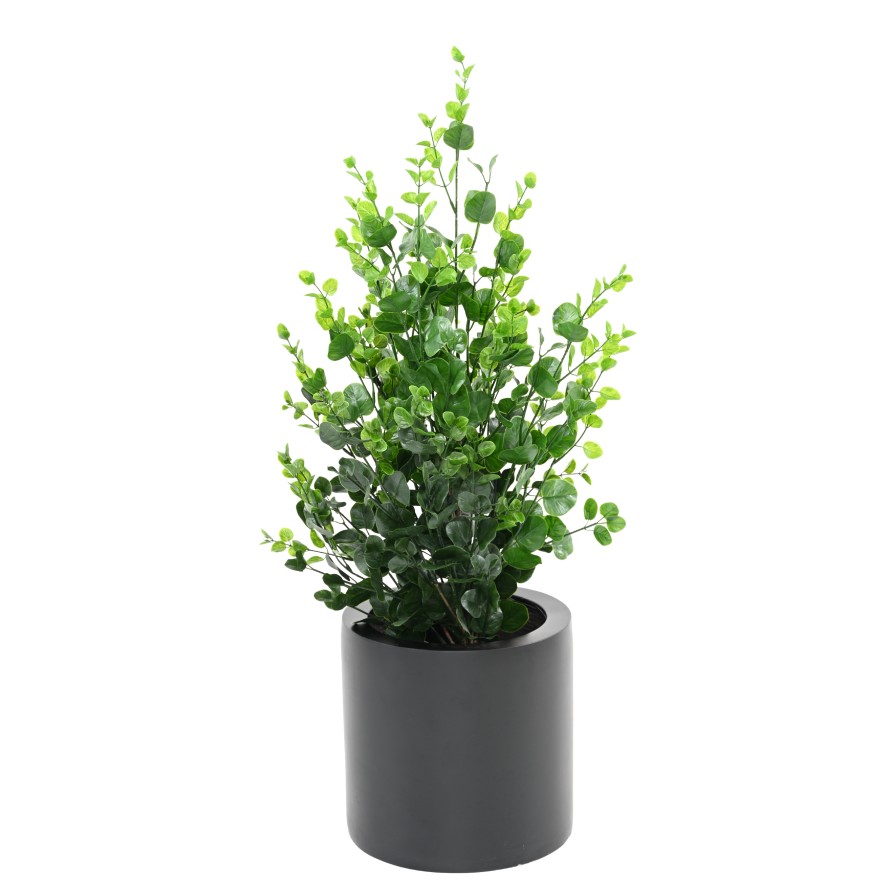 EUCALIPTO ARBUSTO 90