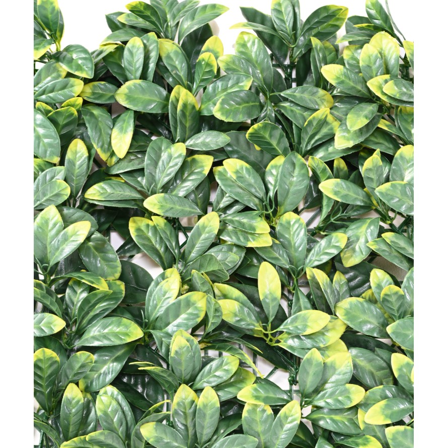 HARTRIEGEL PLATTE 50 × 50