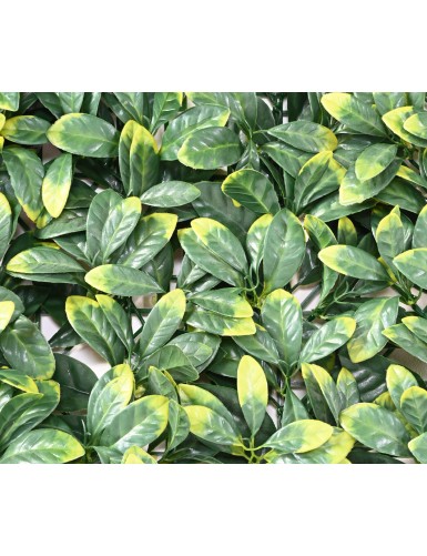 HARTRIEGEL PLATTE 50 × 50