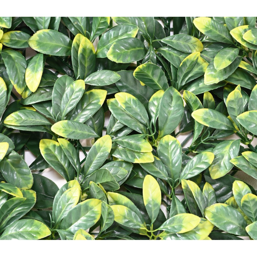 HARTRIEGEL PLATTE 50 × 50