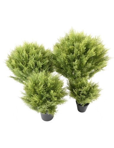 CYPRESS (juniperus vj) ROUND 65