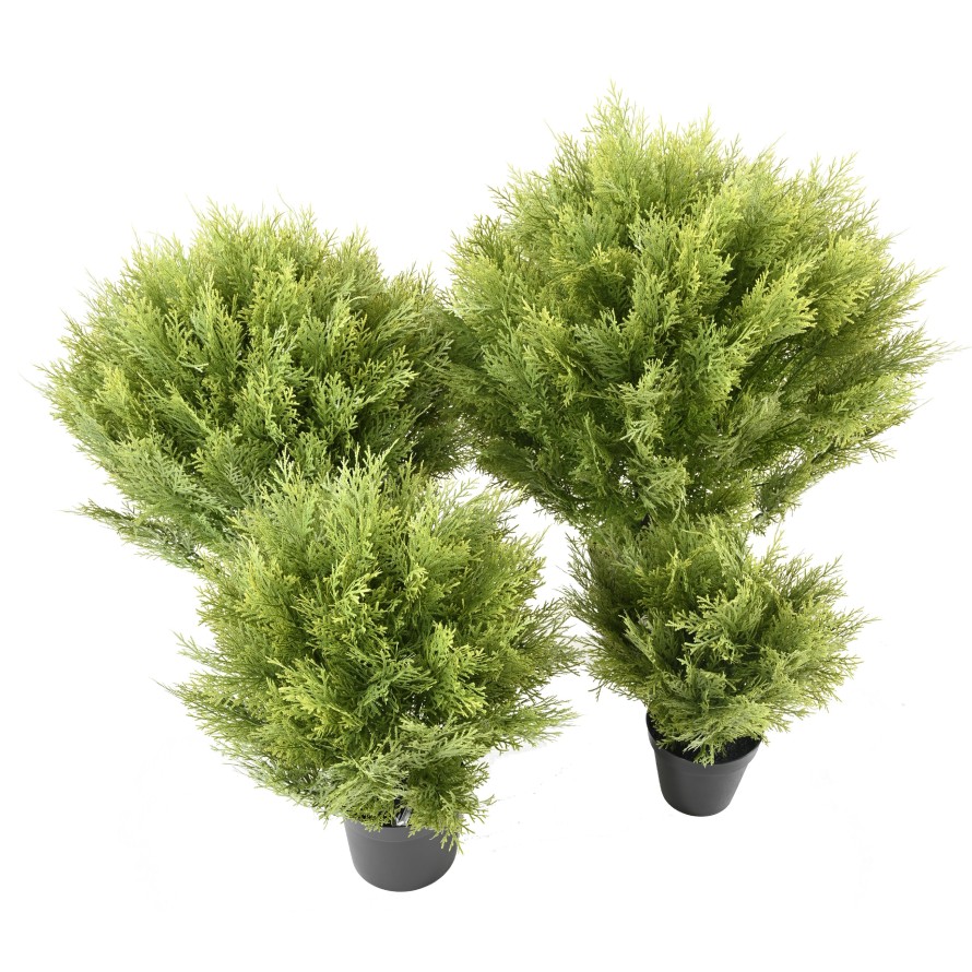 CYPRESS (juniperus vj) ROUND 65