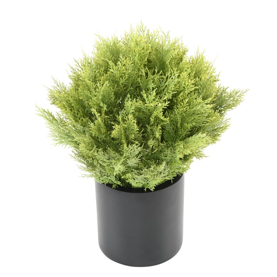 CYPRESS (juniperus vj) ROUND 65