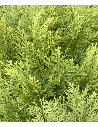 CYPRESS (juniperus vj) ROUND 65