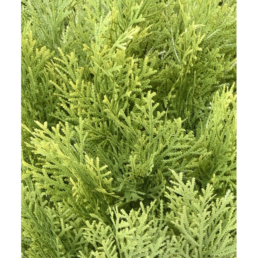 CYPRESS (juniperus vj) ROUND 65