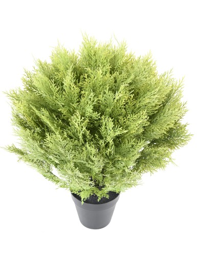 CYPRESS (juniperus vj) ROUND 80