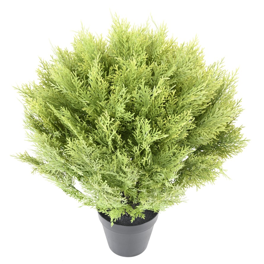 CYPRESS (juniperus vj) ROUND 80