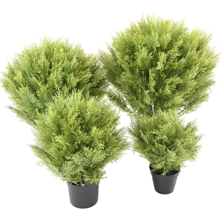 CYPRESS (juniperus vj) ROUND 80