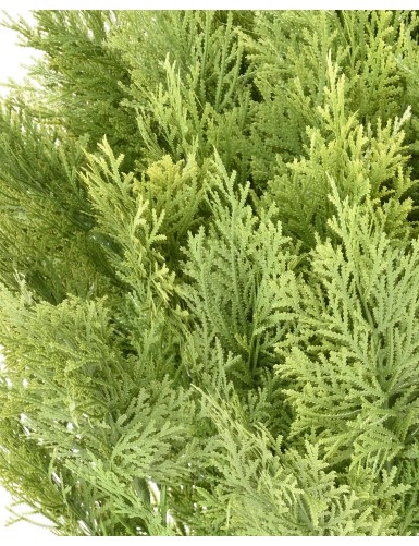 CYPRESS (juniperus vj) ROUND 80