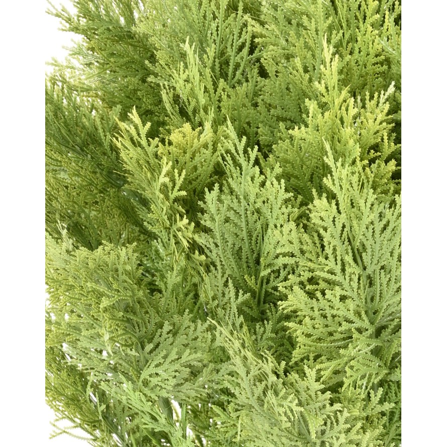 CYPRESS (juniperus vj) ROUND 80