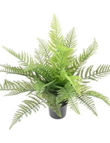 FERN 71
