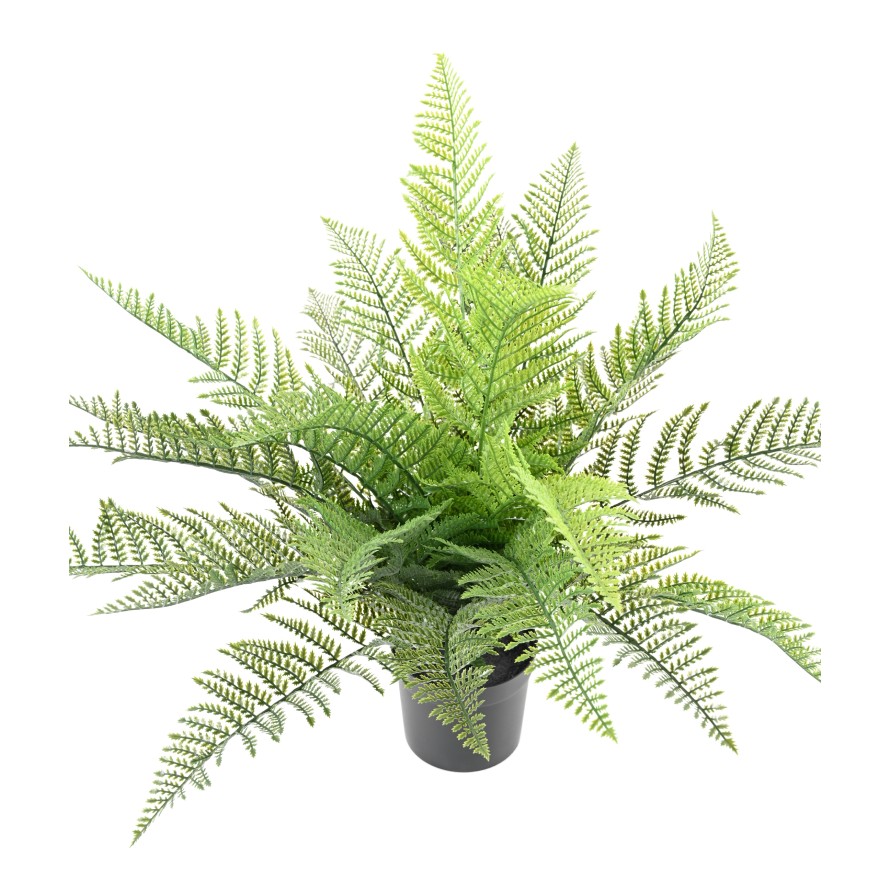 FERN 71