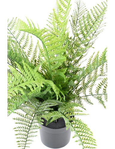 FERN 71