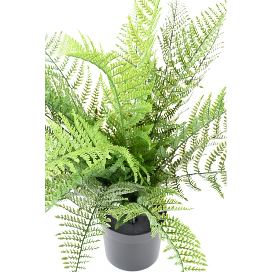 FERN 71