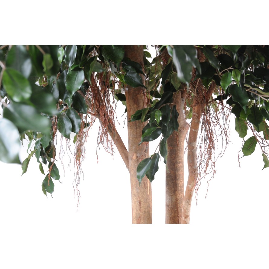 FICUS EXOTICA GIGANTE