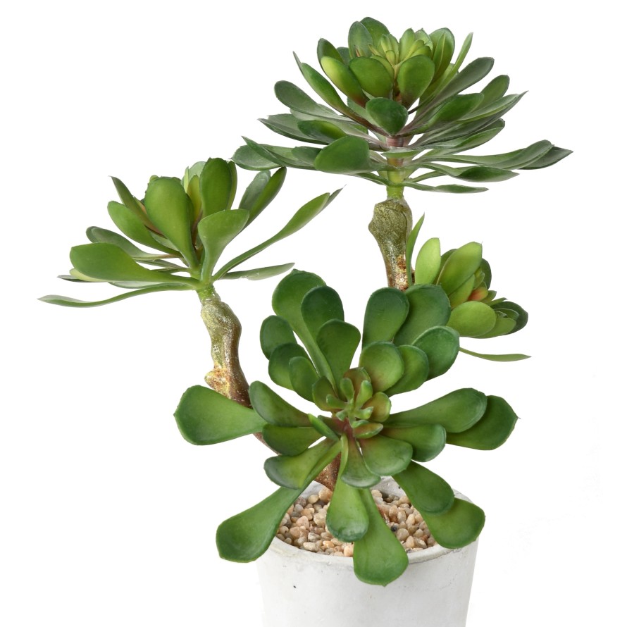 SUKKULENTE IM TOPF 30